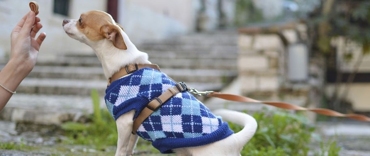 alimentation du chien